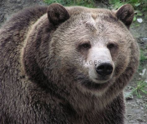 Close Up Of A Female Grizzly Bear By Mirage3 Vectors And Illustrations