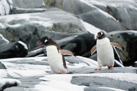 Gentoo Penguins Pygoscelis Papua Photograph By Jim Julien Design Pics