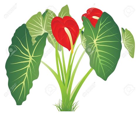 Tropical Plant Clipart 20 Free Cliparts Download Images On Clipground