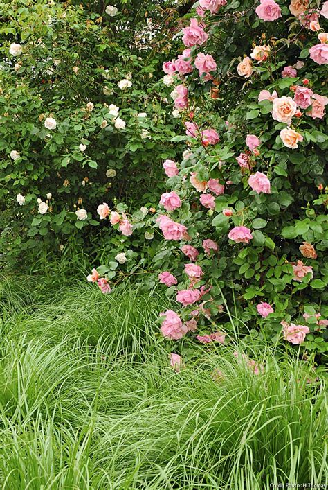 Un Jardin De Roses Dans Le Val De Loire Détente Jardin