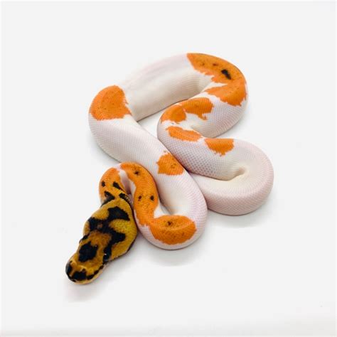 Orange Dream Yellowbelly Clown Pied Ball Python By Snake Barn