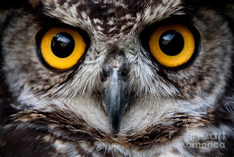 Owls Are The Order Striormes Photograph By Ammit Jack Fine Art America