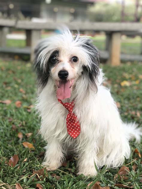 Chinese Crested Powderpuff Hayvanlar