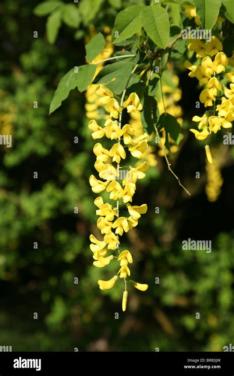 A Raceme Of A Laburnum Anagyroides Common Laburnum Yellow Flower