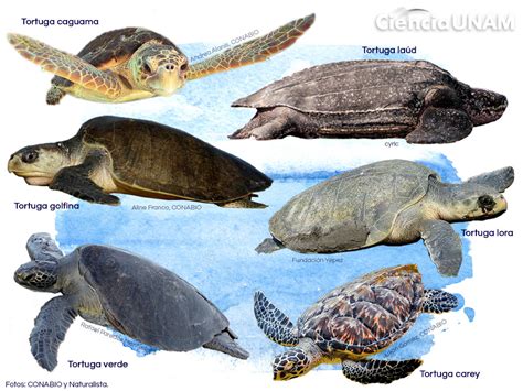 Tortugas Marinas Sorprendentes Reptiles De Larga Vida En Peligro De