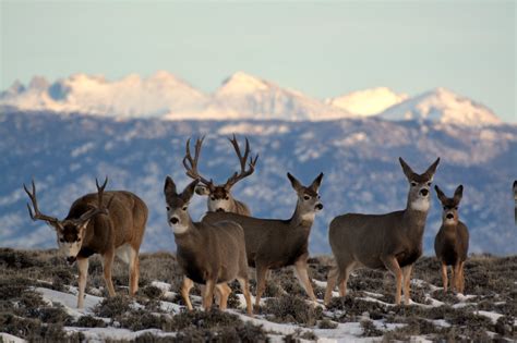 A Win For Wyoming Wyoming Invests 75 Million In Wyoming Wildlife