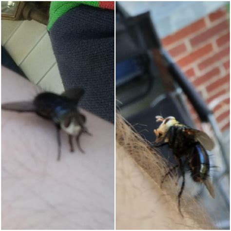 Whats This Lil Fella Landed On My Leg I Walked Around And Gave Him A