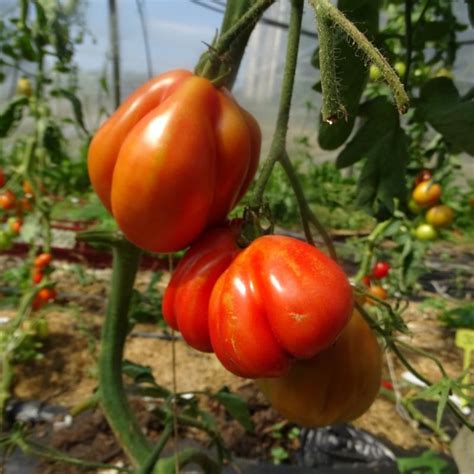 Plant Tomates Liguria 100 Bio Plantzone Maraicher