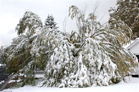 Tree Damaged By Fall Snow Storm Picture Free Photograph Photos