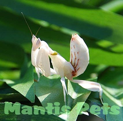 In this video, i interview peter of bugs in cyberspace about this pet mantis. Orchid Mantis Pet