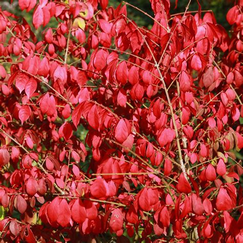 Ventas Flash Arbustos Con Bellos Colores Otoñales Desde Galicia Para