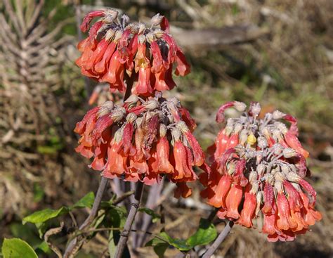 A kínálat mindennap több ezer új minőségi képpel bővül. Mother of Millions - MidCoast Council
