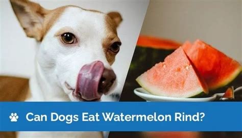 Can Dogs Eat Watermelon Rind A Comprehensive Guide