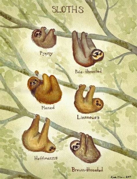 Pin By Deborah Roth On Fun Facts Sloth Baby Sloth Animals Beautiful