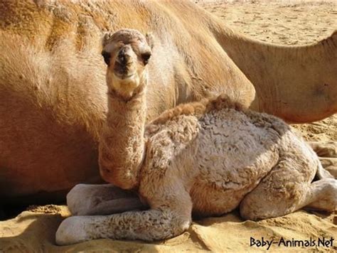 Pin On Baby Camels