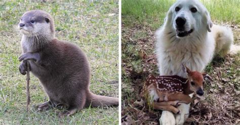 85 Times Animals Decided To Act Like Humans And It Got Documented In