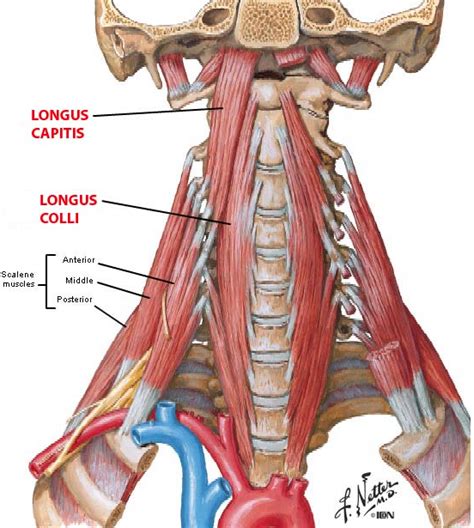 Cervical Motor Control Part 1 Clinical Anatomy Of The Cervical Spine