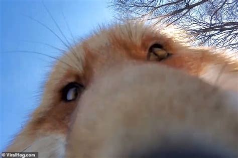 cheeky fox steals owner s camera while she practises yoga hot celebrity reviews