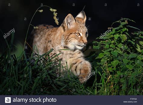 Download This Stock Image Young Eurasian Lynx Eurasischer Luchs