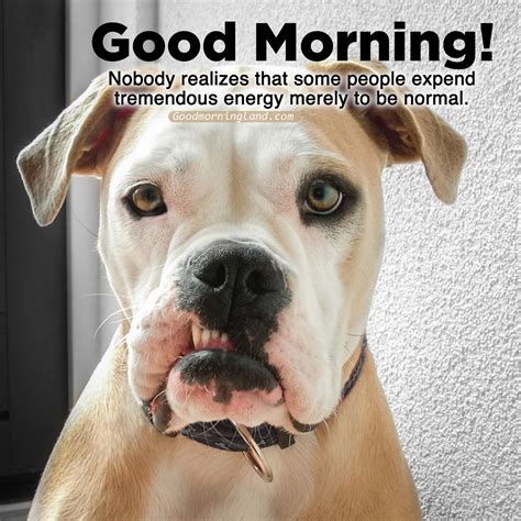 Free and easily shareable Good Morning funny Images - Good Morning