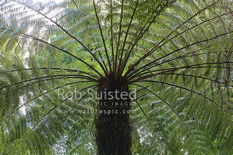 Silver Tree Fern Ponga Cyathea Dealbata New Zealand Native