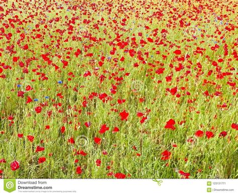 Meadow Full Of Poppy Flowers As Nature Background Stock Image Image