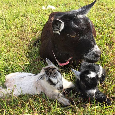 Goat Sales – Ricochet Ranch