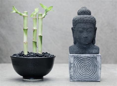 We did not find results for: Feng Shui Bamboo Plant In Bedroom Hindi | www.resnooze.com
