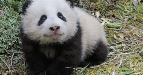 Historische Rettung Das Wwf Projekt Zum Schutz Des Großen Panda