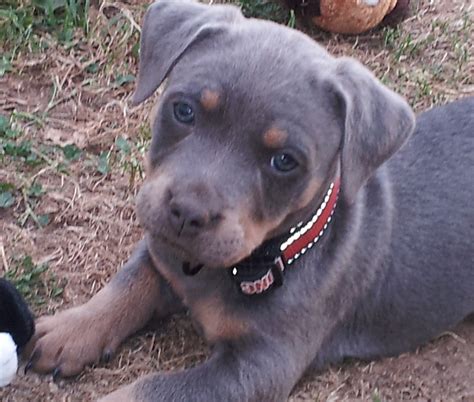 Gently brushing their coat once or twice a week is usually sufficient to remove loose hair and minimize shedding. Dog Breeds With Hair Not Fur - Dog Breeds
