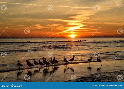 Seagulls Watching The Sunset Stock Image Image Of Beach Florida