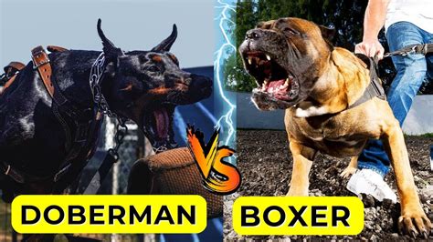 Doberman Vs Boxer Who Would Win Boxer Dog Vs Doberman Real Fight