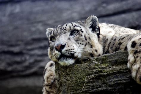 Snow Leopard Hd Wallpaper