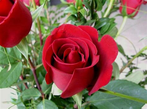 Tips Dan Trick Budidaya Bunga Mawar Agar Cepet Berbunya Dan Berbunga