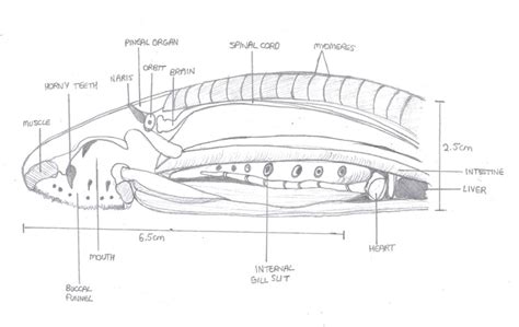 Lamprey Anatomical Diagram Lateral View