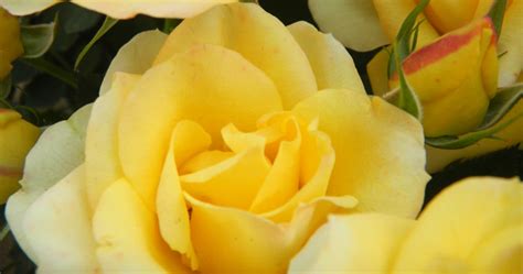 Alibaba.com offers 953 miniature roses flowers products. BloomIQ