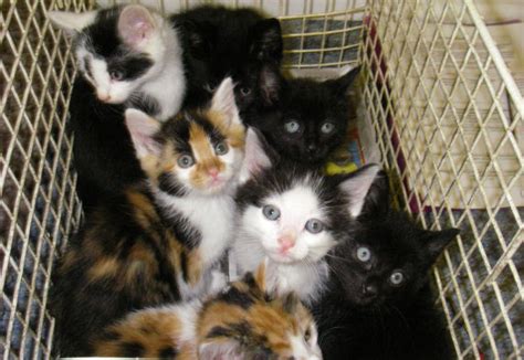 Shocking Surge In Cat Abandonments