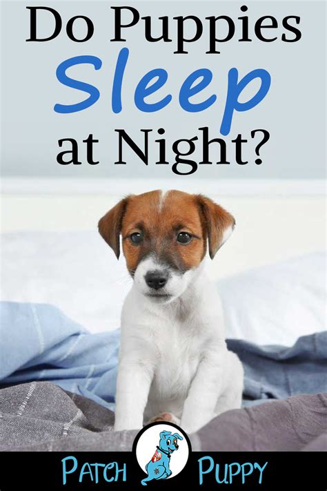 It's easy to do, but you will need to exercise patience and have great timing. 7 Simple Steps for Crate Training a Puppy the First Night ...