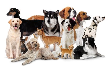 Domestic Dogs Different Types Of Dogs Dk Find Out