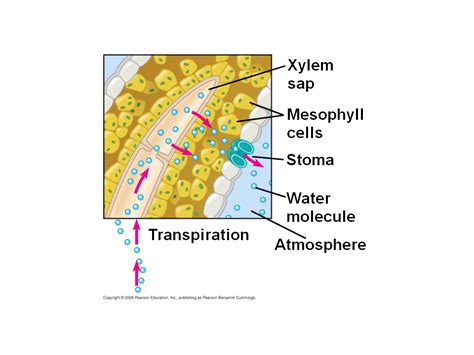 Bulk Flow Driven By Negative Pressure In The Xylem