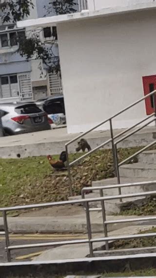 Cat Chases Rooster At Boon Lay Netizens Say They Look Like Tom And Ayam