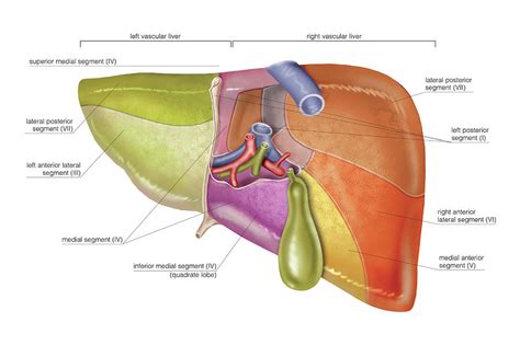 The Liver Photograph By Asklepios Medical Atlas Pixels