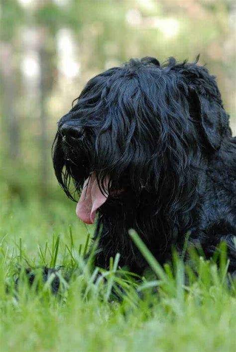 Black Russian Terrier Temperament Confident And Brave