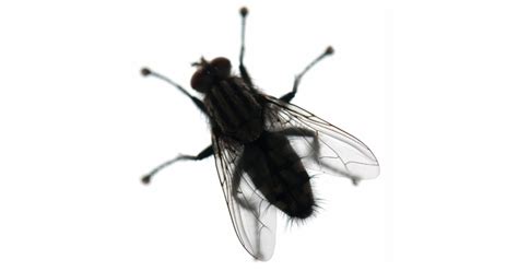 Fly Insect Cutout Zazzle