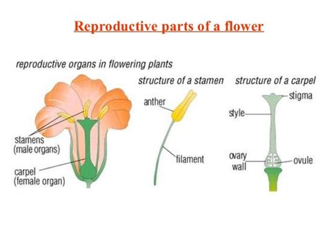 Male And Female Parts Of Gumamela Flower Ppt Sexual Reproduction In