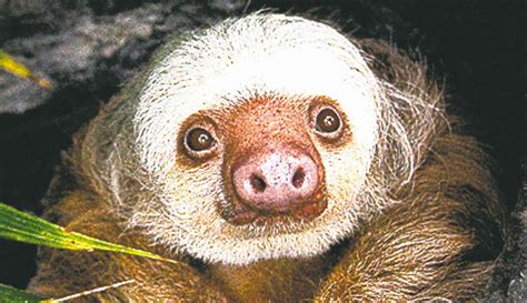 Sloths have an exceptionally low metabolic rate and spend 15 to 20 hours per day sleeping. Sloth Face Drawing at GetDrawings | Free download