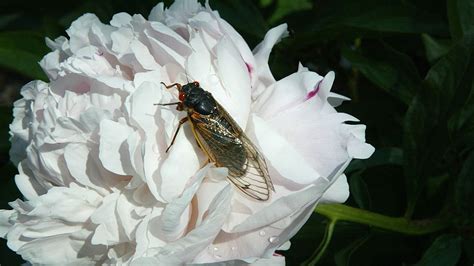 On Cicadas And What They Have To Teach Us The Daily Wire