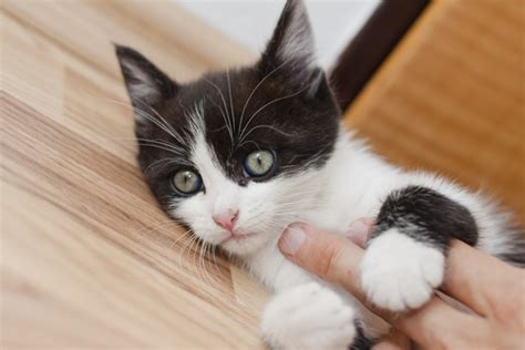 What is the weight of your abys? New Cat Owner Guide: 9 Steps for Taking Care of Your Kitten