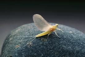 Tiny yellow bugs in bed. Bows and Browns: Green Drakes and Bed Bugs