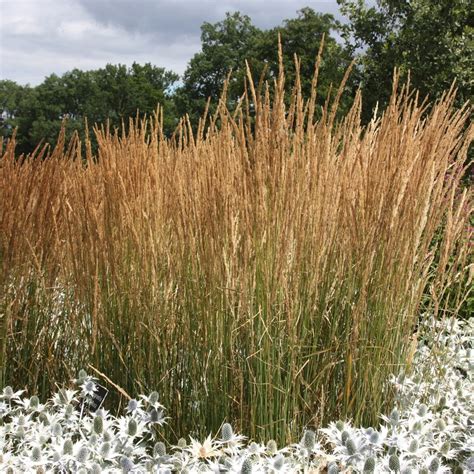 Buy Feather Reed Grass Calamagrostis × Acutiflora Karl Foerster £599 Delivery By Crocus